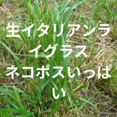 生イタリアンライグラス.ネコポスいっぱい牧草、うさぎモルモット小動物おやつえさのサムネイル