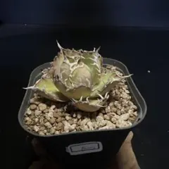 jszk様 リクエスト 2点 まとめ商品