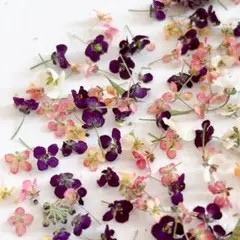 アリッサムドライフラワー