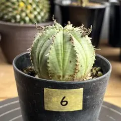 2026年最新】ユーフォルビア バリダの人気アイテム - メルカリ