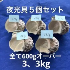 夜光貝　ヤコウ貝　まとめ売り　5個　3、3kg アクセサリー　ルアー
