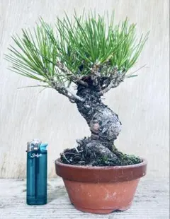 黒松小品模様木｜これからの仕上がりが楽しみな逸品_赤松_黒松_五葉松_盆栽 黒松小品模様木｜これからの仕上がりが楽しみな逸品_赤松_黒松_五葉松_