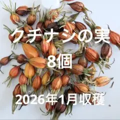 クチナシの実　【新鮮】無農薬 8個）☆乾燥済【2026年1月収穫】のサムネイル