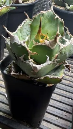 Agave アガベ 白鯨 発根済み 鉢のまま発送 オテロイ チタノタ 上澳園芸のサムネイル