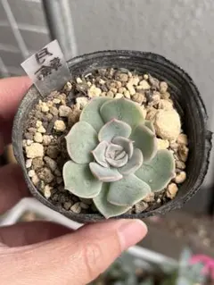 多肉植物 ♥︎︎∗︎*゜七福神 ♥︎︎∗︎*゜ 多肉 ぬき苗 - メルカリ