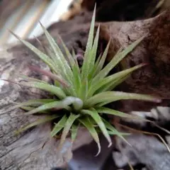 SOUYU様 リクエスト 2点 まとめ商品