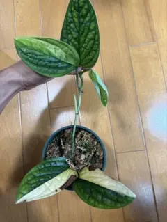 a*s様 Anthurium AOS✖️RVDP斑入り - メルカリ