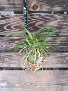 大雲海　富貴蘭　富貴蘭　古典園芸植物　伝統園芸植物　山野草　着生蘭　蘭　観葉植物のサムネイル