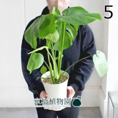 2026年最新】モンステラの人気アイテム - メルカリ