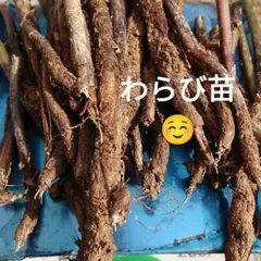 2026年最新】わらび苗の人気アイテム - メルカリ