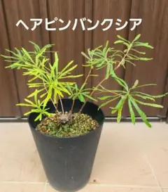 2025年最新】ヘアピンバンクシアの人気アイテム - メルカリ
