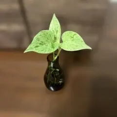 希少　ポトス マーブルクイーン　水耕栽培 植物のサムネイル