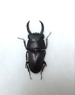 標本　セグーコクワガタ　♂