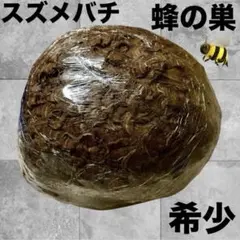 【超特大】蜂の巣　スズメバチ　蜂　魔よけ　厄除け　インテリア　アート　縁起物