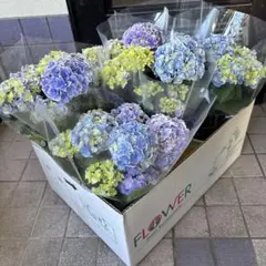 ☆ハイドランジア♡アジサイ☆カノン　ブルー☆5.5号鉢☆超希少☆ ☆ハイドランジア♡アジサイ☆カノン ブルー☆5.5号鉢☆超希少