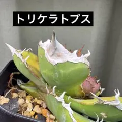 2026年最新】トリケラトプス アガベの人気アイテム - メルカリ