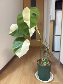 2025年最新】斑入りモンステラ ハーフムーンの人気アイテム