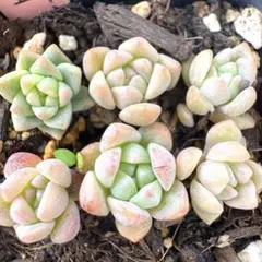 もちゃちゃ様 リクエスト 4点 まとめ商品