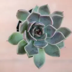 多肉植物 七福神 カット苗 - メルカリ
