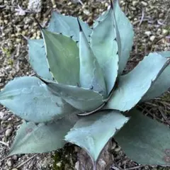 2025年最新】パリートランカータの人気アイテム - メルカリ