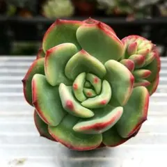 myk様 リクエスト 2点 まとめ商品