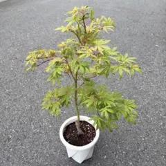 モミジ 秋華｜オオモミジ系 H80cm前後 もみじ 紅葉 カエデ 鉢植え 苗木