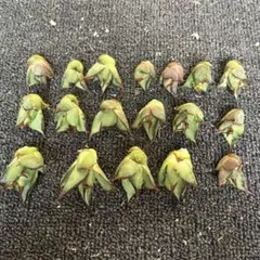 多肉植物 アガベ チタノタ ハデス 子株 18株同梱のサムネイル