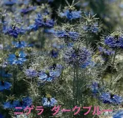 2026年秋　購入種子 ニゲラ ダークブルー 100粒