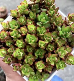 72 #多肉植物❤️アエオニウム❤️ リトルフォックス❤️19頭9cm拔き苗 現品 アエオニウム リトルフォックス 抜き苗 多肉植物 - メルカリ