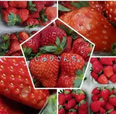 Bキズおとめちゃん（ * б.б）2キロ