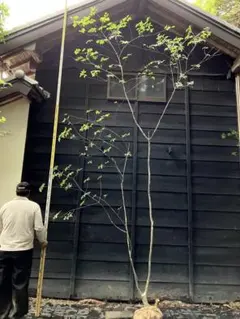 2025年最新】アオダモ 山採りの人気アイテム - メルカリ