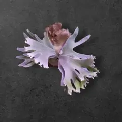 2026年最新】FSQ ビカクシダの人気アイテム - メルカリ