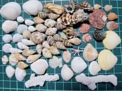 天然貝殻 さんご 素材 ハンドメイド 工作材料などに