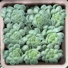 【メルカリ便】七福神抜き苗9株エケベリア七福神丼寄せ植え多肉植物