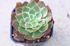 yuka h様 リクエスト 4点 まとめ商品