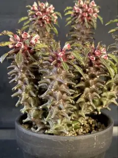 2025年最新】モナデニウムの人気アイテム - メルカリ