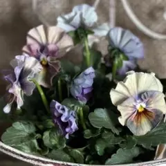 2025年最新】アイクルールの人気アイテム - メルカリ