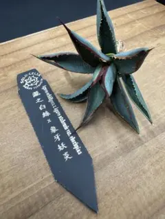親株出品 ssfoong 特 ビカクシダhibinoさん - メルカリ