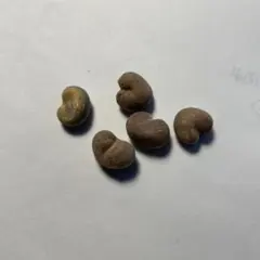 2026年最新】バオバブ 苗の人気アイテム - メルカリ