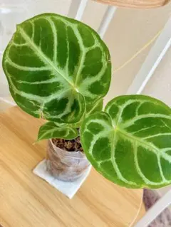 2025年最新】アンスリウム ドラヤキ シルバーの人気アイテム - メルカリ