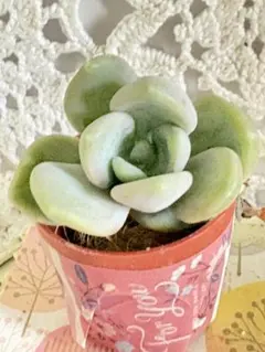 ☆多肉植物*可愛い春萌 セダム＊カット苗＊可愛い寄せ植えに♪送料73 