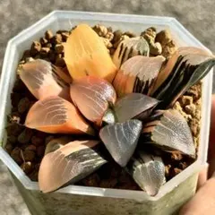 Top【選抜株】多肉植物 13189OM錦 10個 鉢無し/脱土 - メルカリ