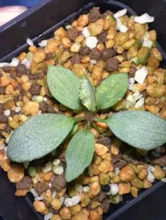 Homalomena 