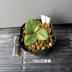 山野草　斑入り黄花八重咲き　ヤマシャクヤク　凪帆錦種子100個以上 山野草 斑入り黄花八重咲き ヤマシャクヤク 凪帆錦種子100個以上