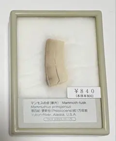 2026年最新】マンモス牙の人気アイテム - メルカリ