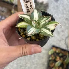 鉢ごと発送】人気のチタノタ12種セット【ネームタグ付】 - メルカリ