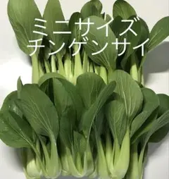 ミニチンゲンサイ 青梗菜 約500gのサムネイル