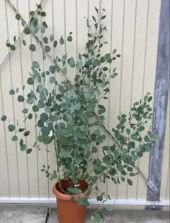 現品》ユーカリ・ポポラス 樹高1.4m（根鉢含まず）150【苗木/鉢植え 