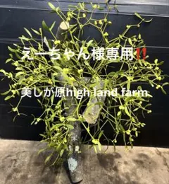 お客様ご注文品‼️