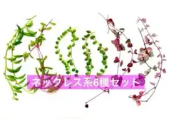 ネックレス系6種セット カット苗（50g）斑入りハートカズラ グリーンネックレス